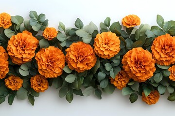 Vibrant orange marigold flowers arranged in horizontal line with fresh eucalyptus leaves on white background, creating elegant floral border composition.