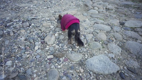A dog with a pink coat is looking at the camera. The dog is wearing a pink coat and he is enjoying the outdoors