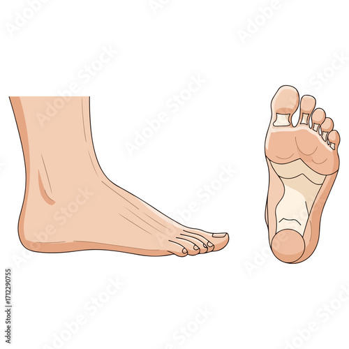 Detailed anatomical illustration of a human foot, side and bottom view.