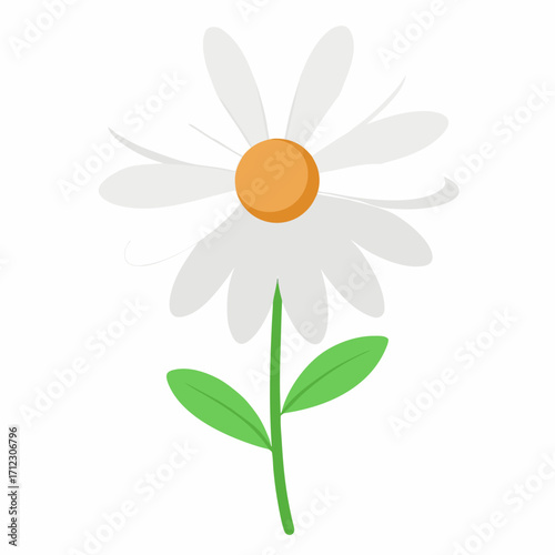 osteospermum white flower vector on white background