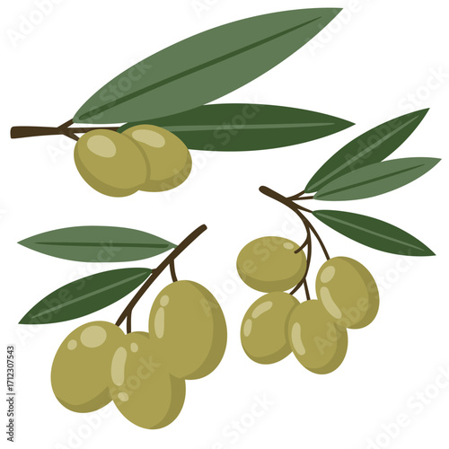 Hand-drawn illustration of green olives branches set. Colored flat cartoon vector illustration isolated on white background. Concept of nature, healthy food, farm vegetables, natural oils