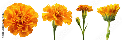 Set of beautiful Marigold flowers isolated on transparent background.