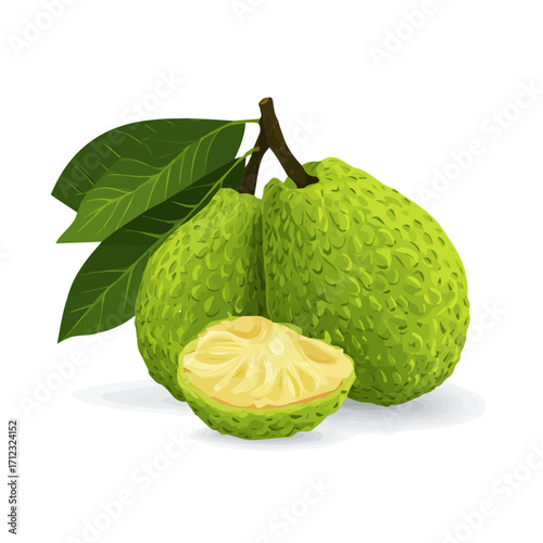 Flat 2D Breadfruit vector illustration, icon graphic on white background