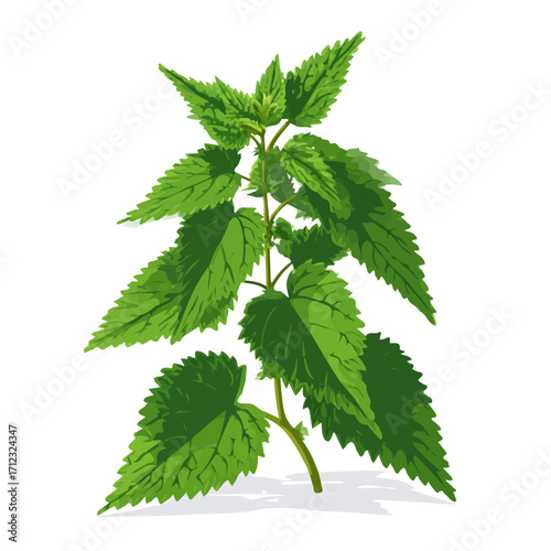 Nettle, 2D flat vector illustration in icon style, isolated on a white background