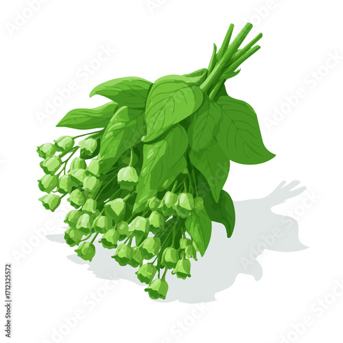 Flat 2D Moluccella Bells Of Ireland vector illustration, icon graphic on white background