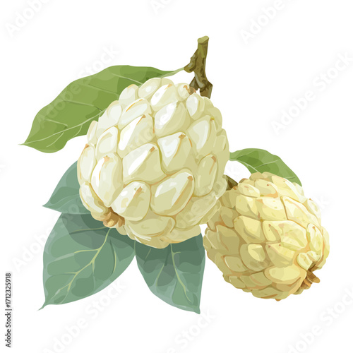 2D flat vector graphic of a Custard Apple in icon style, isolated on white background