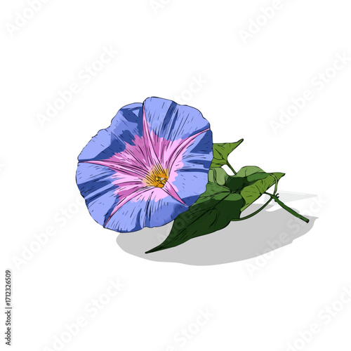 Minimal 2D flat vector of a Morning Glory Flower, icon-style illustration on a white background
