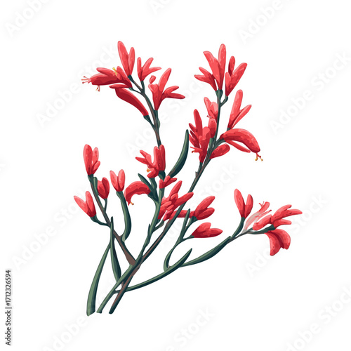 Kangaroo Paw, 2D flat vector illustration in icon style, isolated on a white background