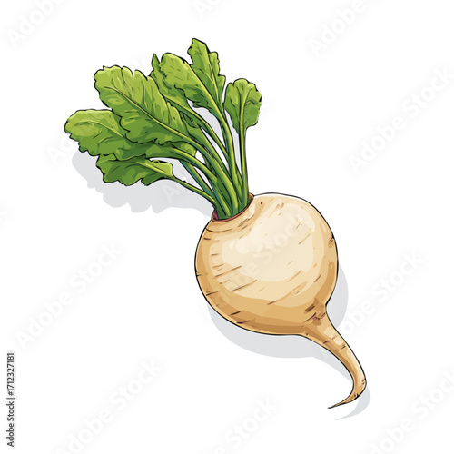 Minimal 2D flat vector of a Turnip Root, icon-style illustration on a white background
