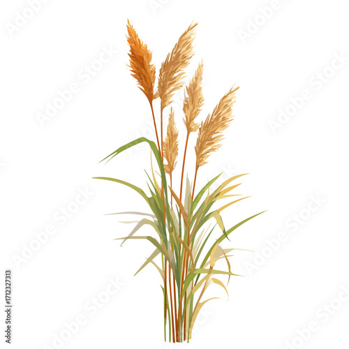 Reed, 2D flat vector illustration in icon style, isolated on a white background