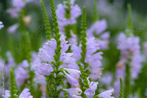 The blooming fake dragon head flowers are displayed on red, blue, and green backgrounds respectively