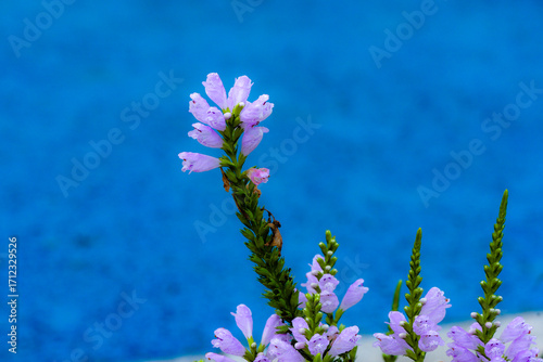 The blooming fake dragon head flowers are displayed on red, blue, and green backgrounds respectively