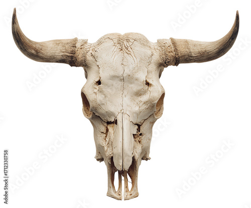 Isolated on transparent background, a weathered bull skull with large horns sits in stark contrast, a symbol of the wild west