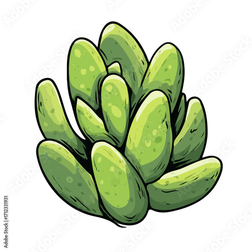 Flat 2D Bear Paw Succulent vector illustration, icon graphic on white background