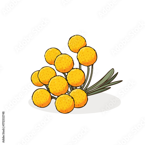 Minimal 2D flat vector of a Billy Balls Craspedia, icon-style illustration on a white background