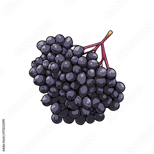 2D flat vector graphic of a Elderberry in icon style, isolated on white background