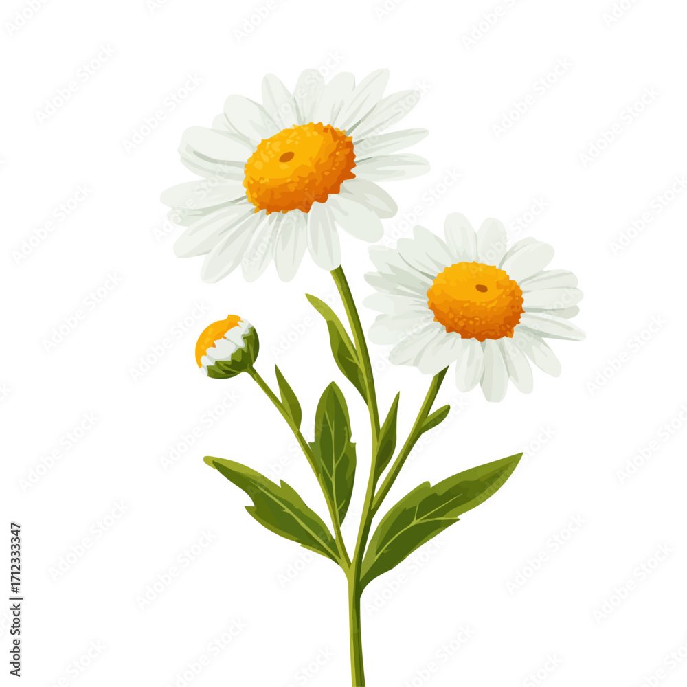 Fototapeta premium Minimal 2D flat vector of a Chamomile, icon-style illustration on a white background
