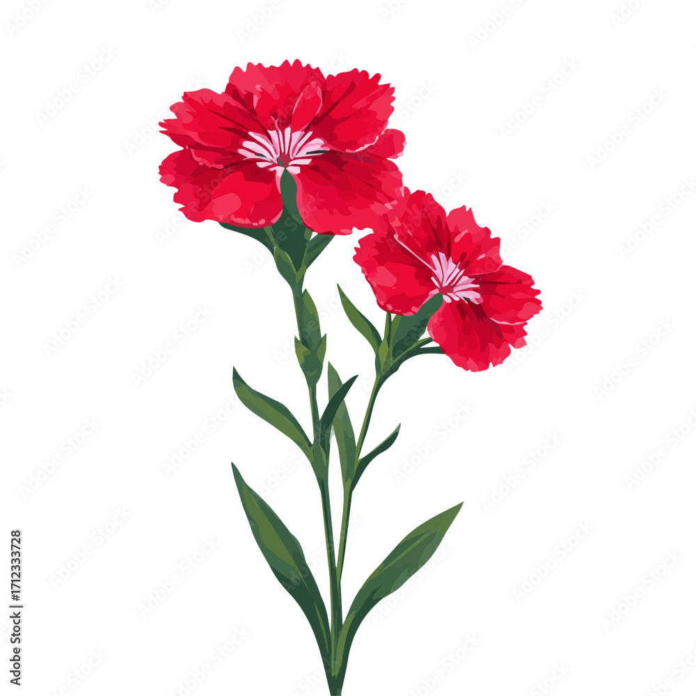 Fototapeta premium Minimal 2D flat vector of a Sweet William, icon-style illustration on a white background