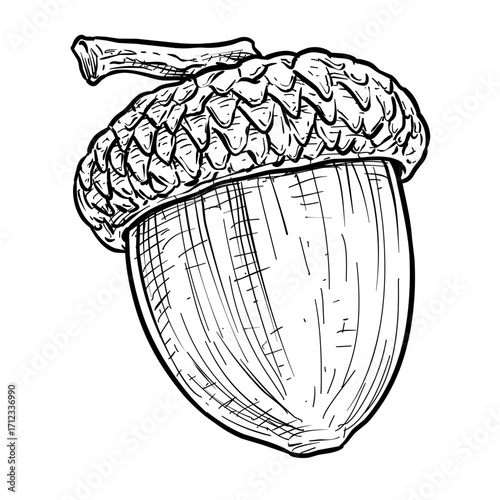 acorn vector line art hand drawn illustration