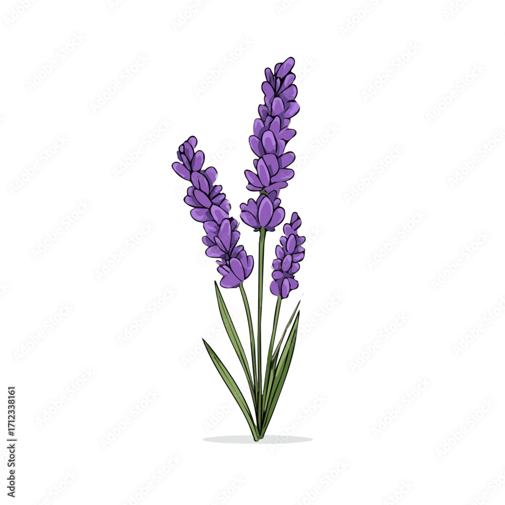 Obraz premium Lavender Flower, 2D flat vector illustration in icon style, isolated on a white background
