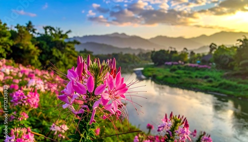 Pink flowers by a river at sunset (1)