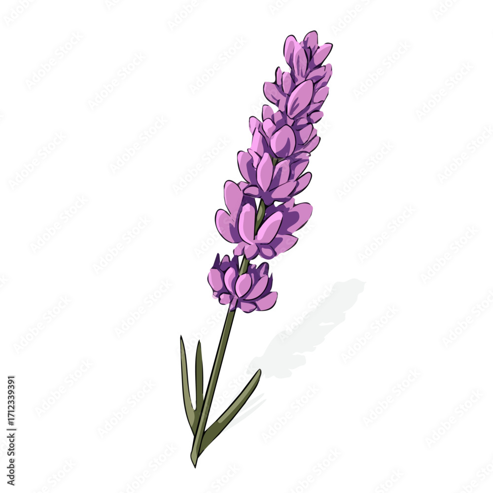 Obraz premium 2D flat vector graphic of a Lavender Flower in icon style, isolated on white background