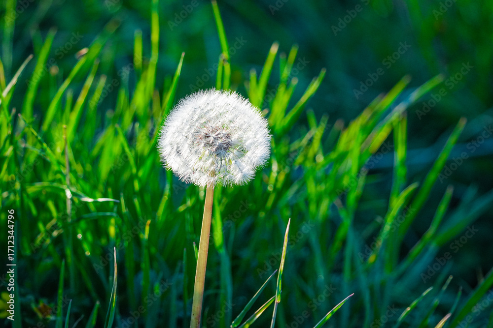 Fototapeta premium dandelion on green grass