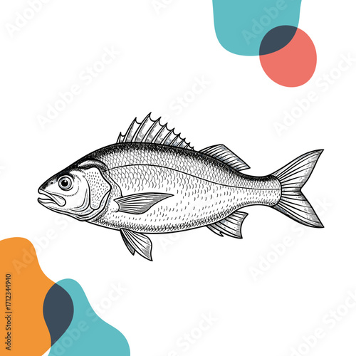 Detailed illustration of a single fish in black and white.