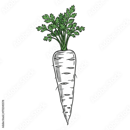 Hand Drawn Carrot Vegetable with Green Leaves Illustration.