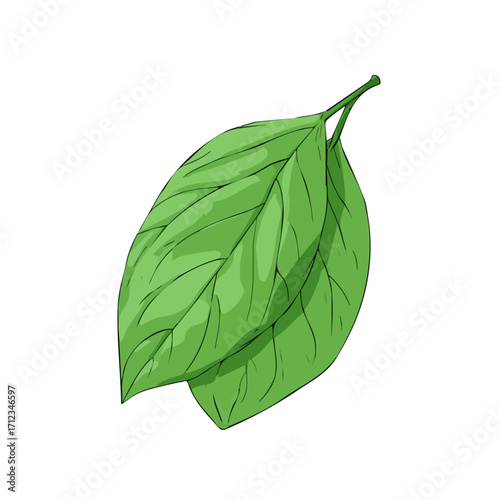 Flat 2D Bael Leaf vector illustration, icon graphic on white background
