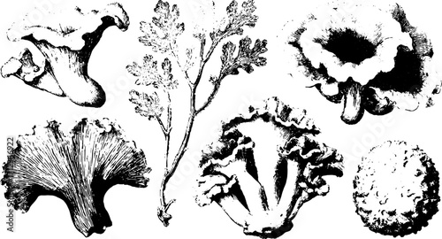 Botanical illustration of various mushrooms and coriander. Detailed black and white vector illustration emphasizing nature's aesthetic in a set format.