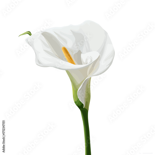 2D flat vector graphic of a Arum Lily in icon style, isolated on white background