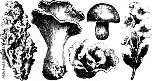 Illustration of various mushrooms and plants. Detailed black and white vector set showcasing nature's diversity.