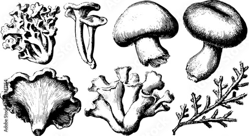 Mushroom and coral illustrations presented in black and white. Vintage vector illustration set showcasing organic forms in detailed line art.
