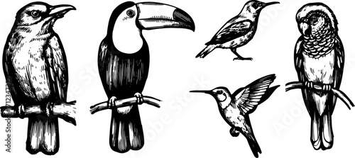 Illustration featuring a set of birds, including toucan, hummingbird, and parrot in black and white. Detailed vector design showcasing various avian species.
