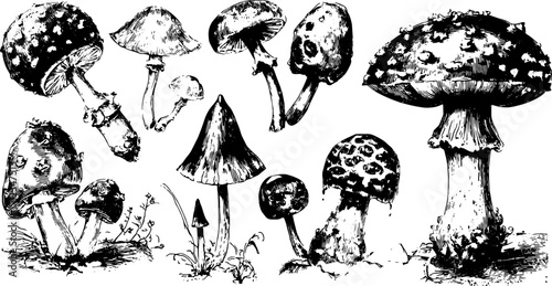 Mushrooms and fungi in detailed black and white vector illustration. Botanical drawing showcasing various species in a vintage style set.