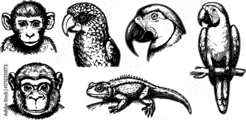 Illustration of various animal heads: monkey, parrot, and lizard. This detailed black-and-white vector set shows unique features and textures of each creature.