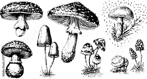 Mushroom illustration set featuring detailed black and white styles. Botanical vector graphics depicting various fungi in their natural environment.