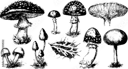 Mushrooms and fungi in detailed black and white illustration. Botanical vector artwork showcasing a set of unique forms and textures.