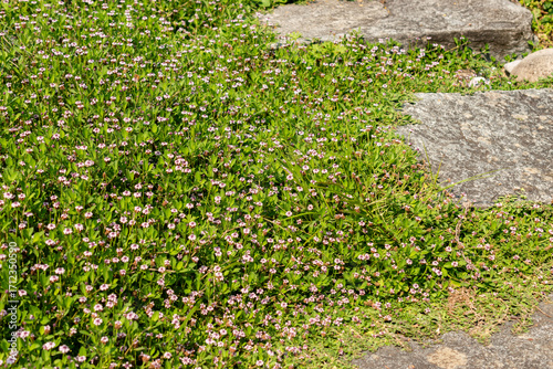 Phyla Filiformis plant in Zurich in Switzerland 6.8.2025