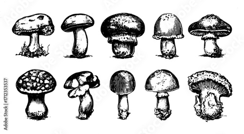 Mushroom illustration in black and white sketch style. This set showcases various fungi with detailed shapes in a vintage vector illustration.