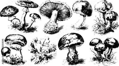 Mushroom illustration showcasing various fungi in a detailed black and white vector set. This botanical representation features vintage and scientific aspects.