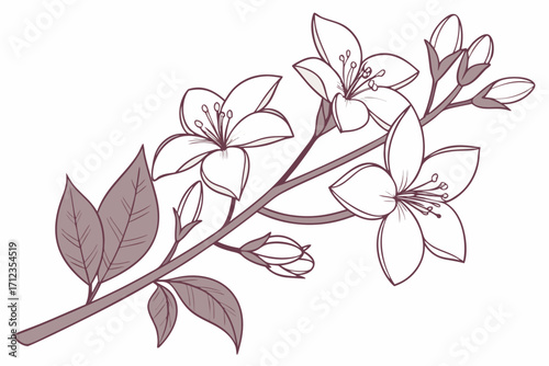vector illustration of a  jasmine flowers