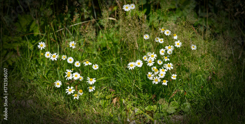 Magerwiesen-Margerite