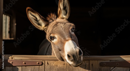 Close Up Head Shot Of A Donkey In A Stable Looking Out