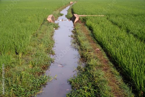 The Channel Of The Lower Level Of The Irrigation System Of Fields. Water canal for paddy rice field irrigation with blue skies. Infrastructure of agricultural industry. Negative space