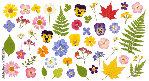 Colorful Pressed Flower Collection – PNG Design Element Set on Transparent Background