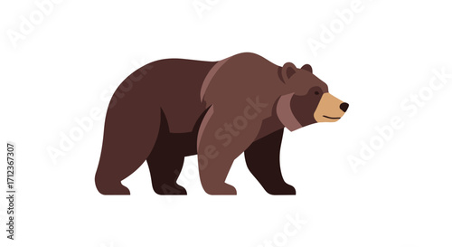 Brown bear walking, powerful mammal, wildlife.