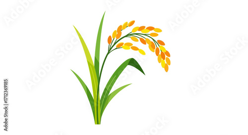 Close up of rice plant with grains.