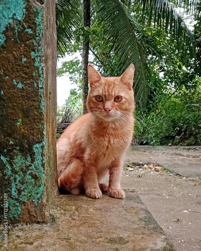 Orange Tabby Cat Sitting Outdoors Near a Rustic Wall